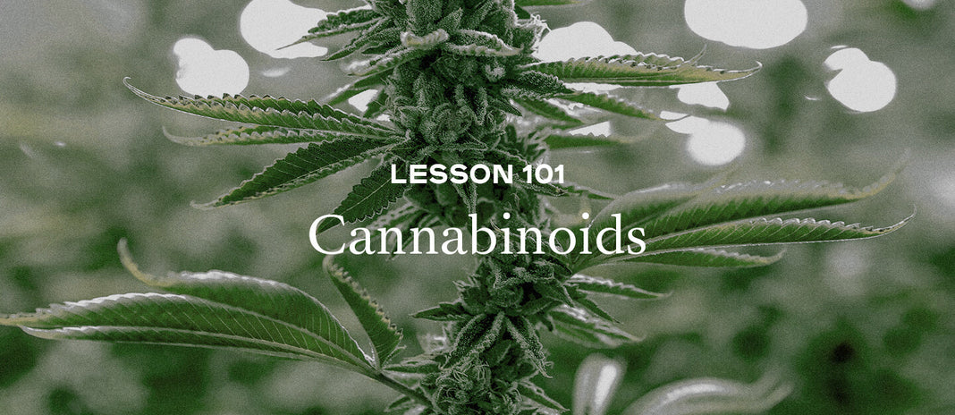 PAX Academy – Lesson 101: What are cannabinoids?