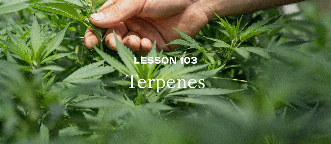 PAX Academy – Lesson 103: Terpenes