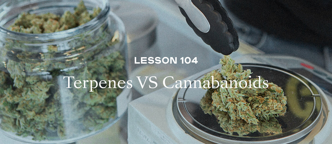 PAX Academy – Lesson 104: Terpenes vs Cannabinoids