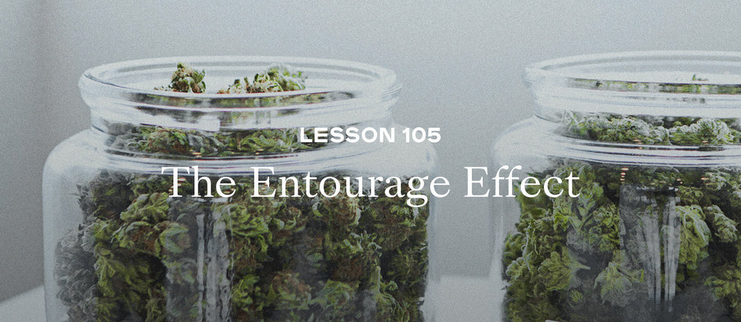 PAX Academy – Lesson 105: The Entourage Effect