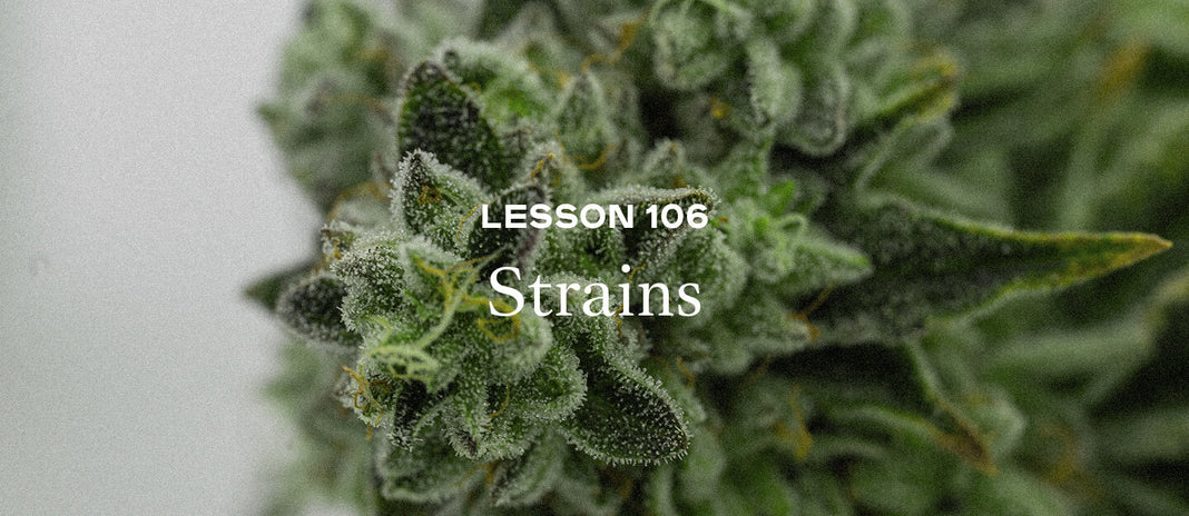 PAX Academy – Lesson 106: Strains
