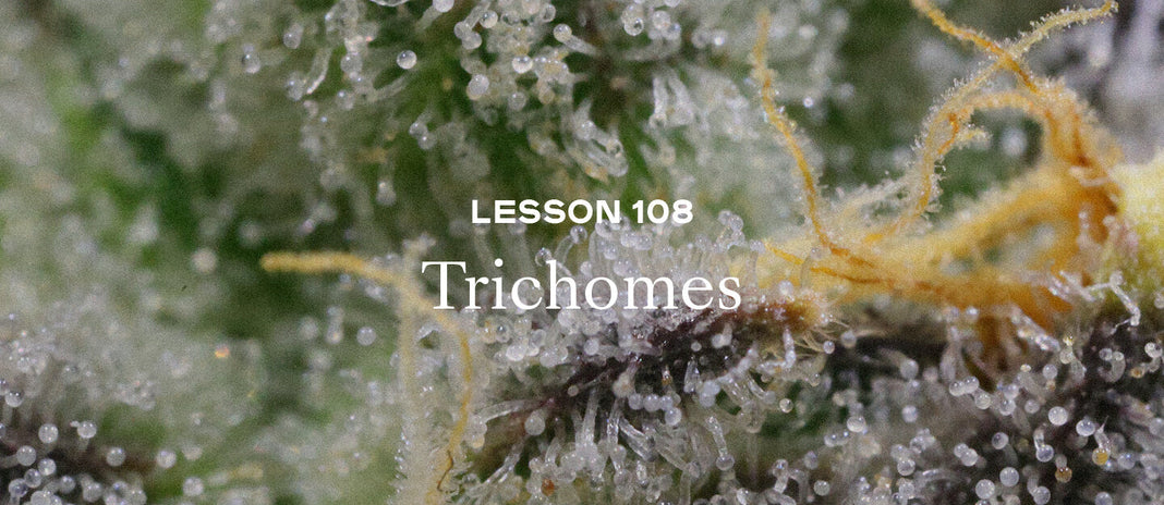 PAX Academy – Lesson 108: Trichomes