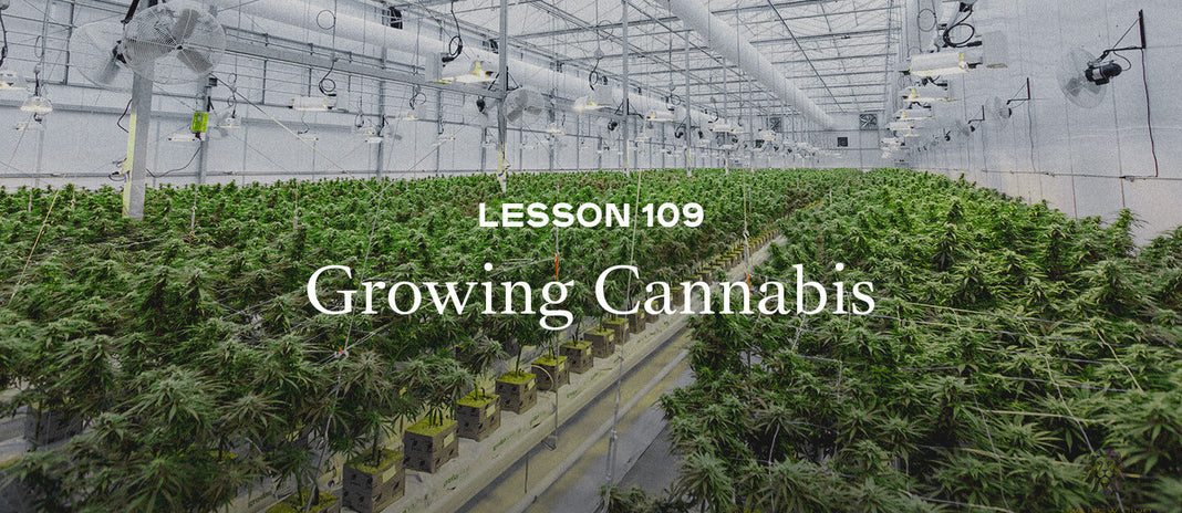 PAX Academy – Lesson 109: Growing Cannabis