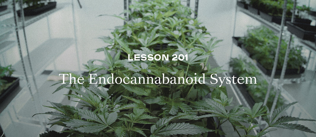 PAX Academy – Lesson 201: The Endocannabinoid System