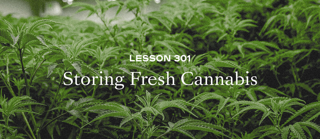 PAX Academy – Lesson 301: Storing Fresh Cannabis