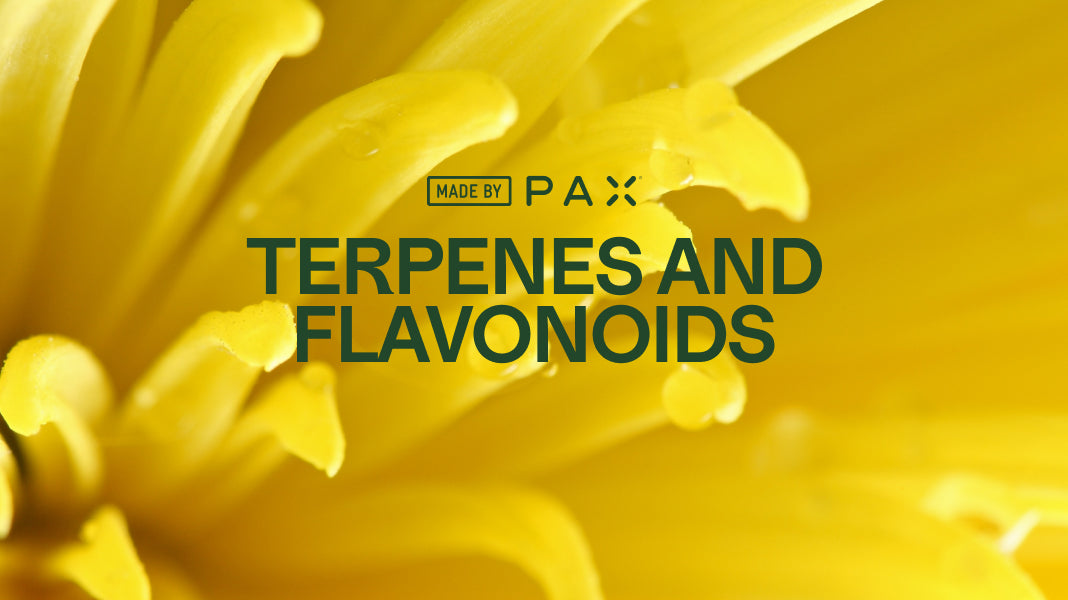 What you need to know about terpenes and flavonoids